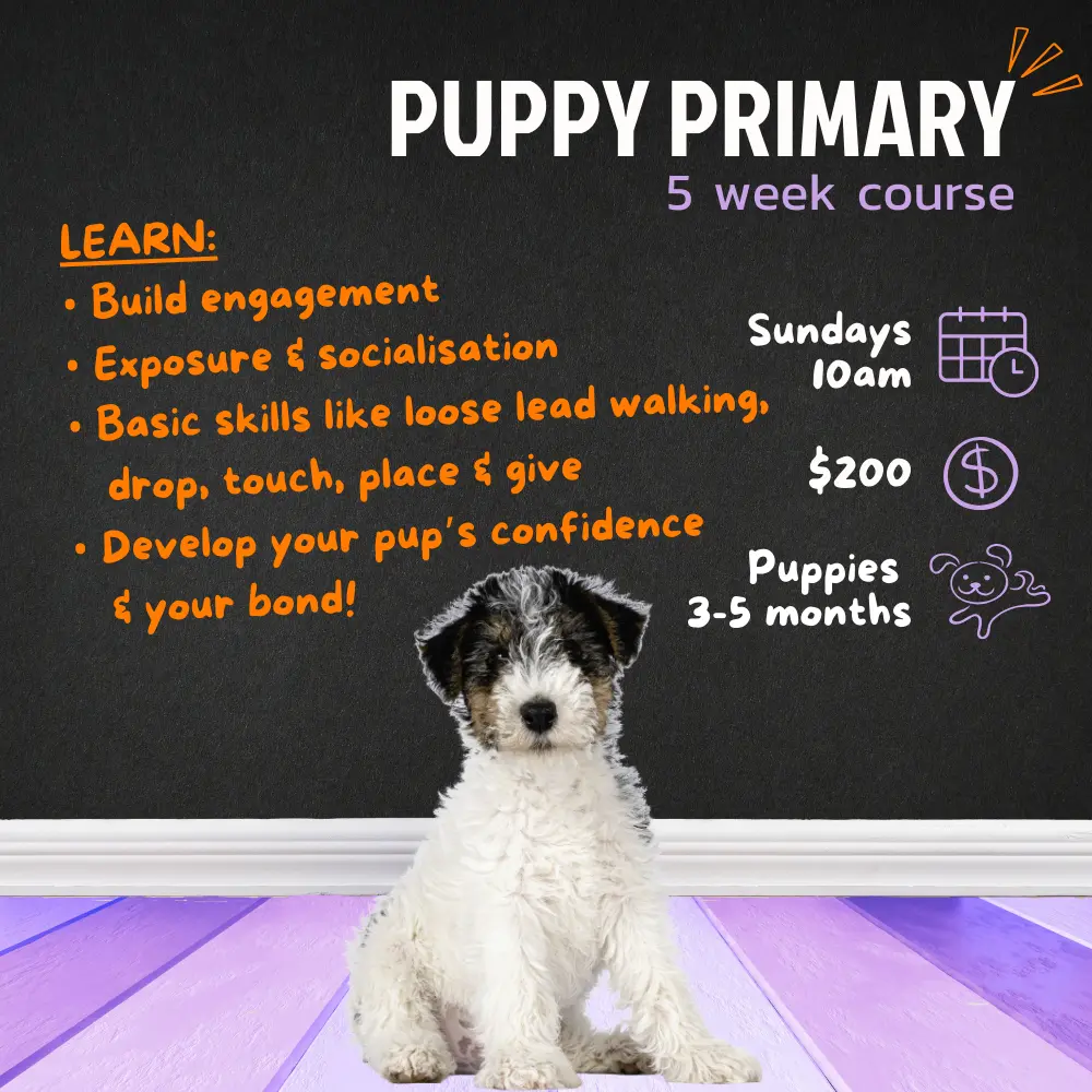 Puppy Trainer Adelaide Near Me