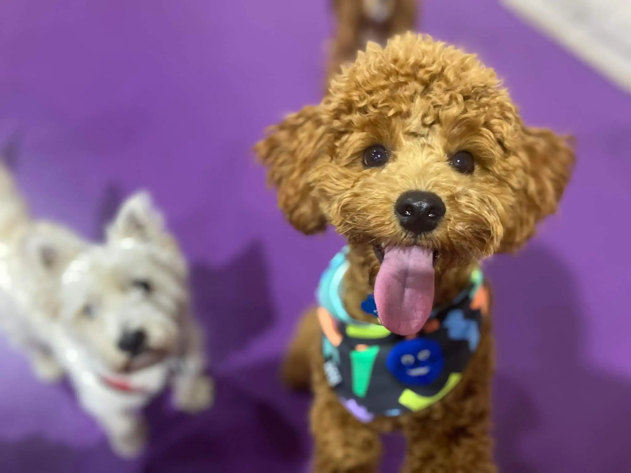 Adelaide Dog Daycare