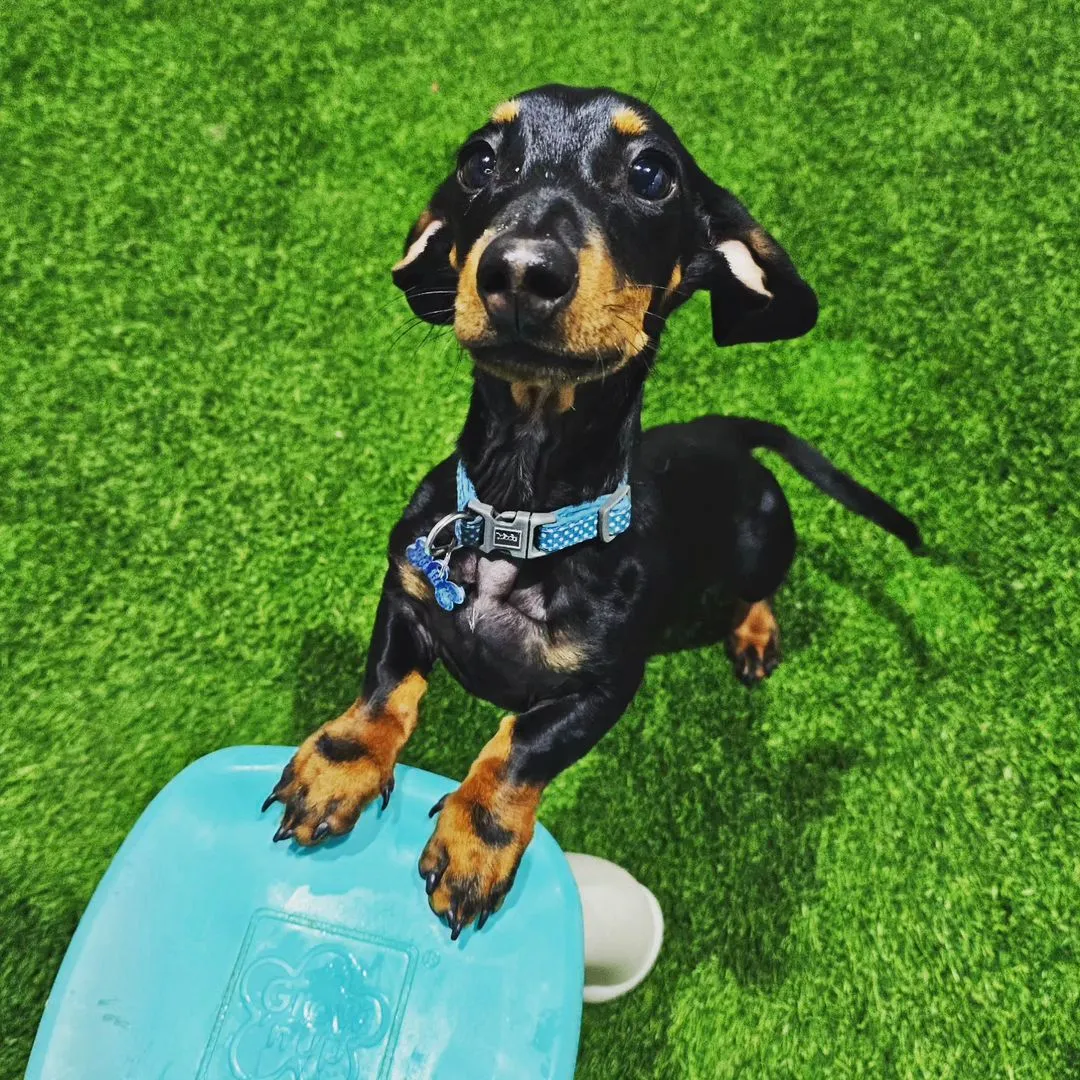 Tea Tree Gully Pet Owners Thrilled with Group Puppy Education