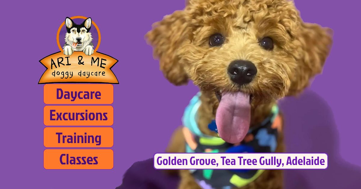 Daycare Ari&Me Golden Grove's Trusted Haven For Dogs & Pups!