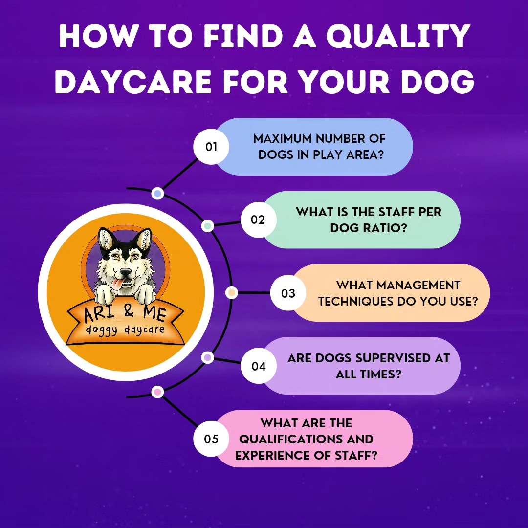 Staff per Dog Ratio at Doggy Daycare