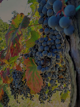 sfondo vigna edit 2_edited.jpg