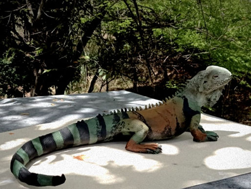 Iguana del magdalena