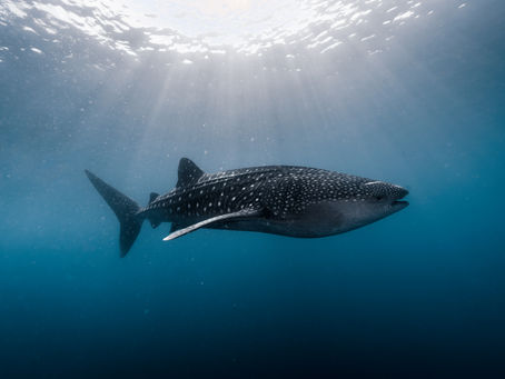 Whale shark swimming in the waters of Botubarani, Gorontalo