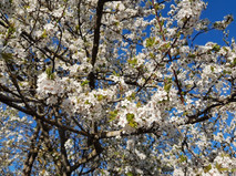Appel tree in bloom