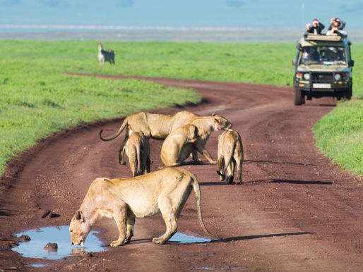 10 Unforgettable African Safaris to Add to Your Bucket List