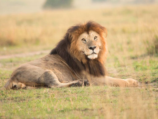 African Safari Trip