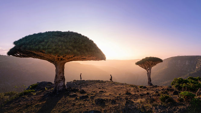 Dragon trees at sunset on Socotra Island, Yemen
