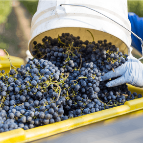 CHEERS TO CLEAN WINE!