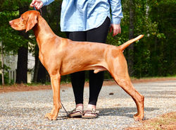 Vito