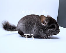 T3 1.jpg