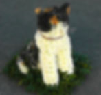 Tortoise Shell Cat