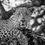 Thumbnail: In control, leopard digital file B&W