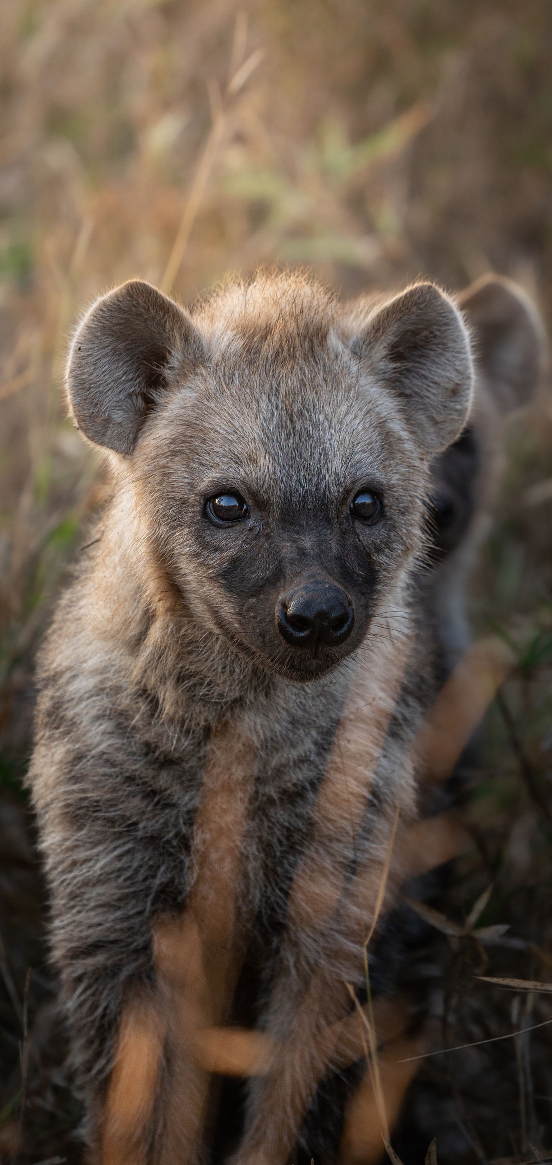 Smile, spotted hyena wallpaper