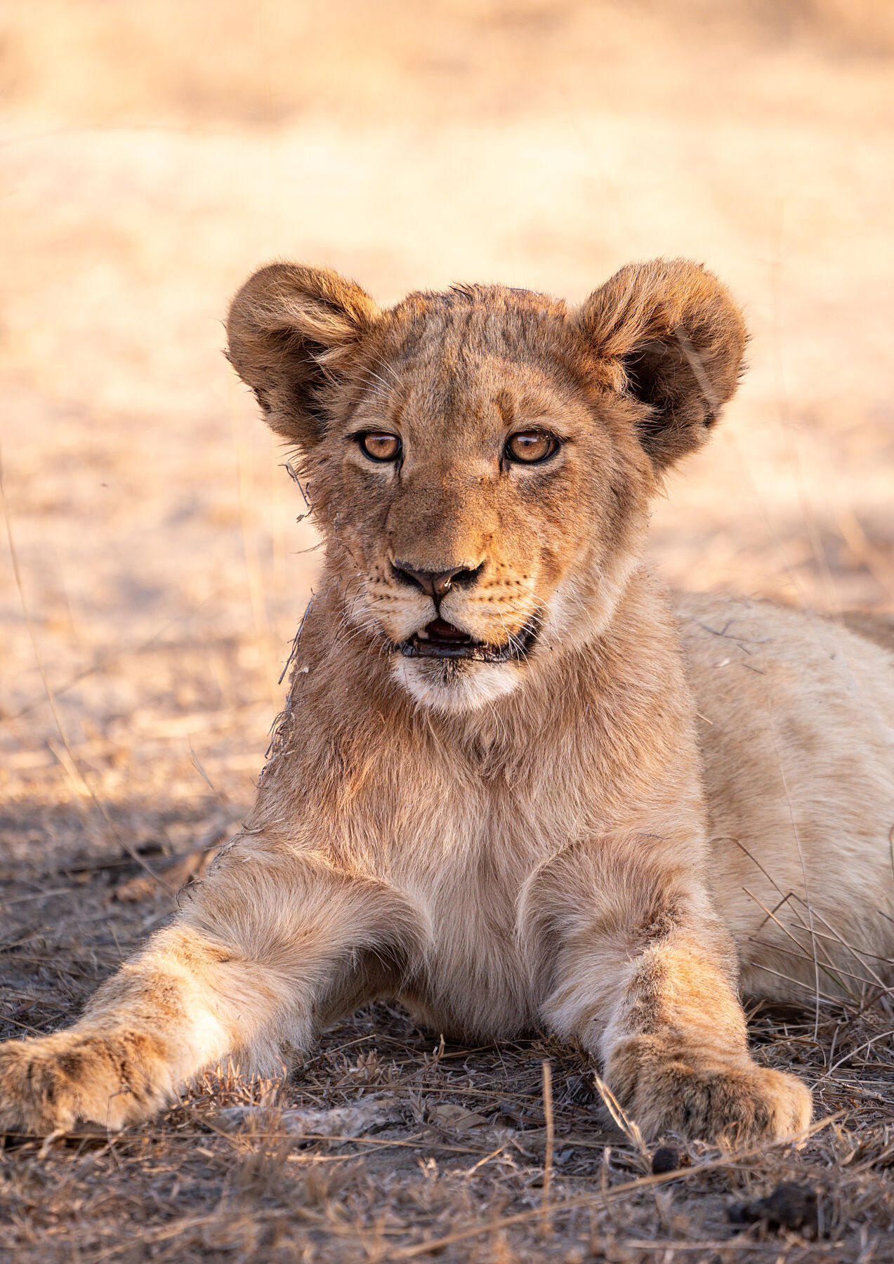 The future, lion wildlife print