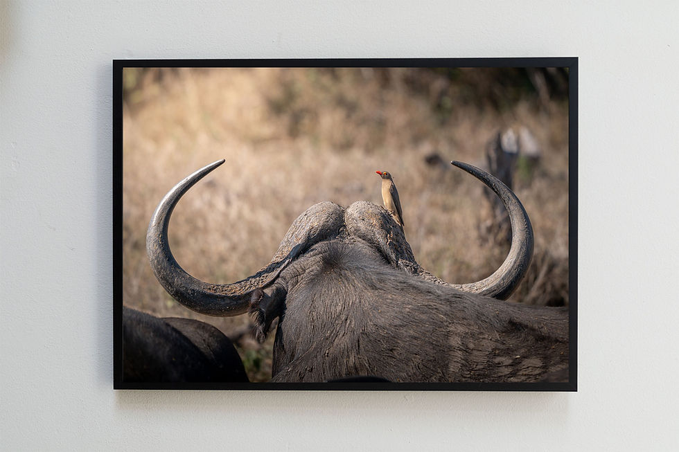 Thumbnail: Mutualism, cape buffalo wildlife print