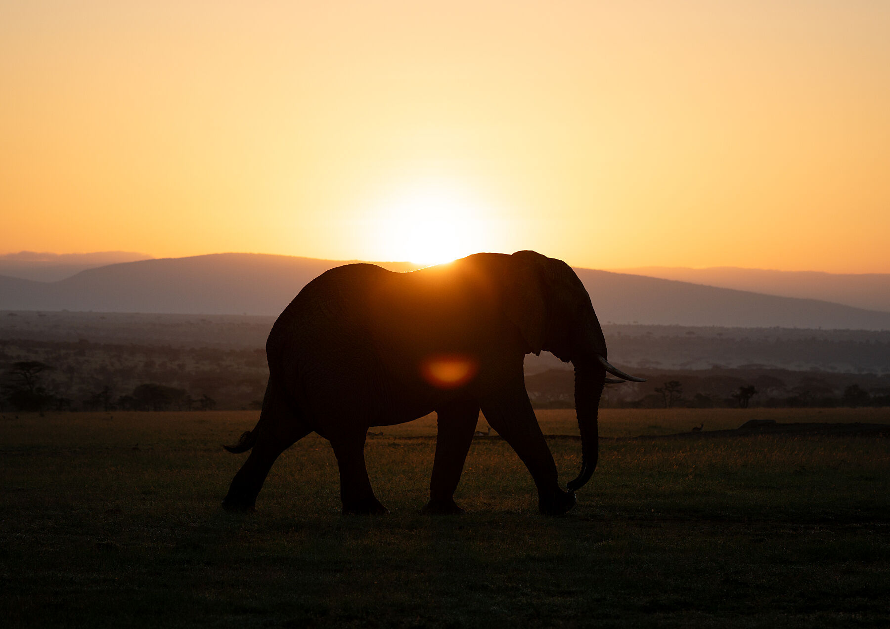 Silhouette, elephant wildlife print