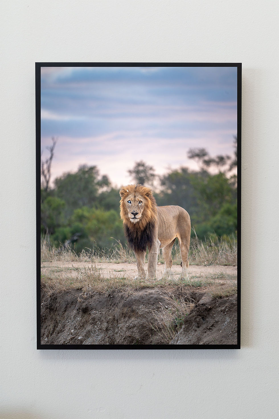 Thumbnail: Legendary Mapoza, lion digital file