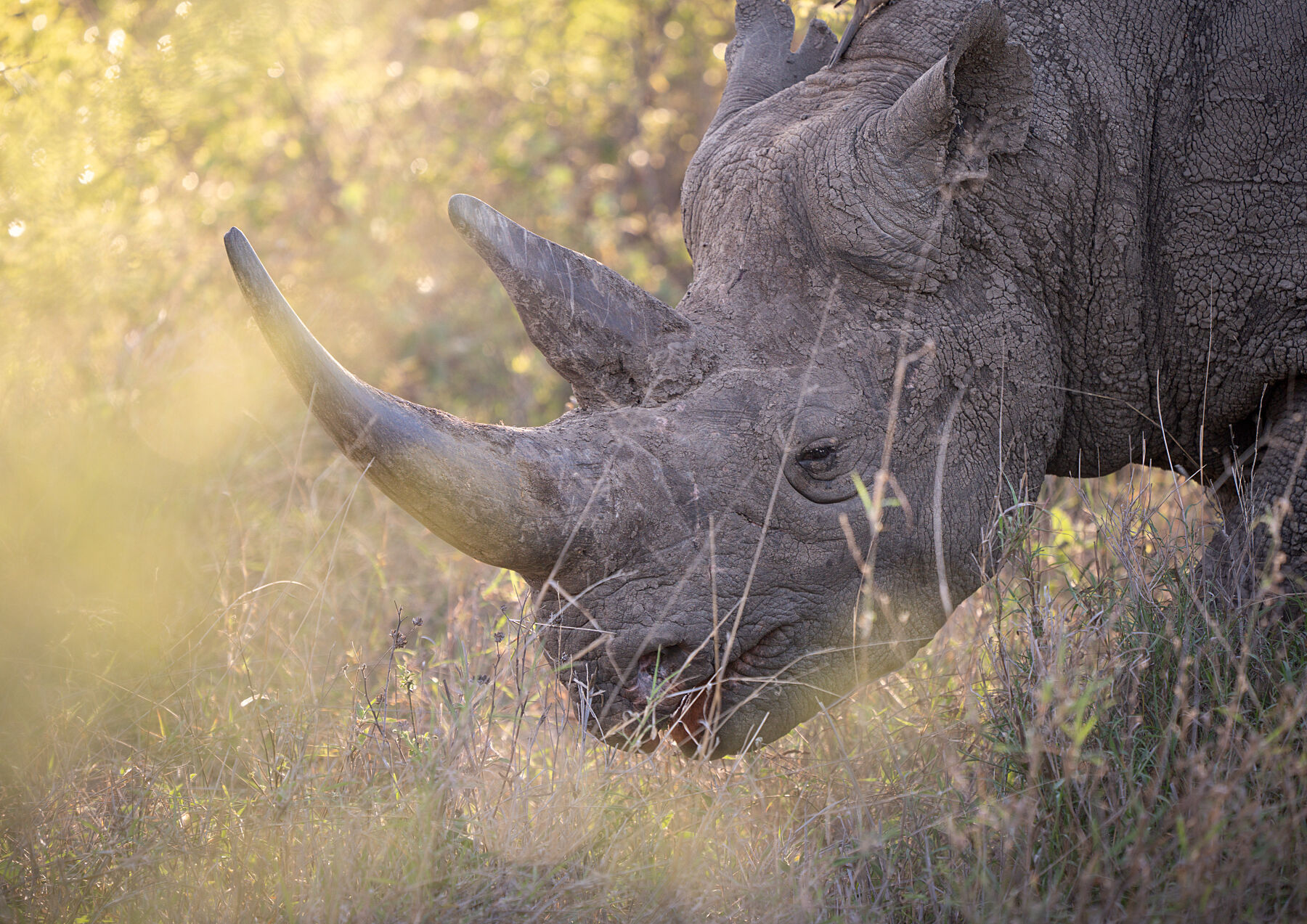 Horny, black rhino wildlife print