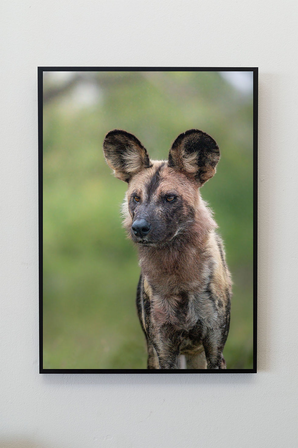 Thumbnail: Painted wolf, African wild dog digital file