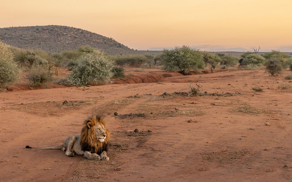 The King is waiting for you!