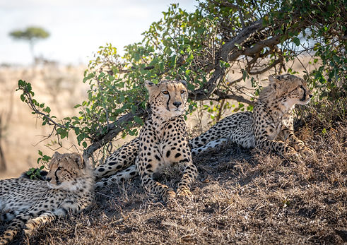cheetah-family-.jpg