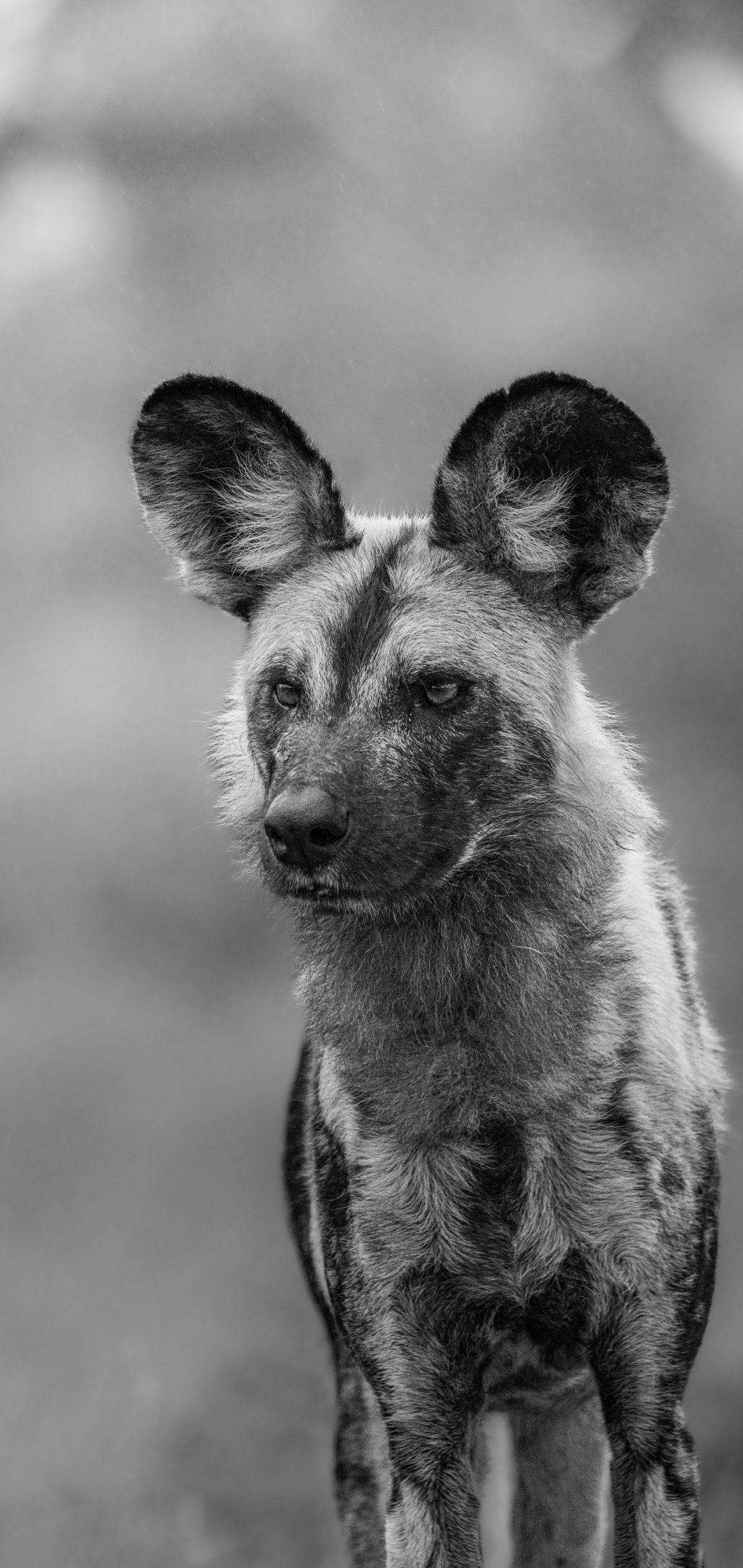 Painted wolf, African wild dog wallpaper B&W