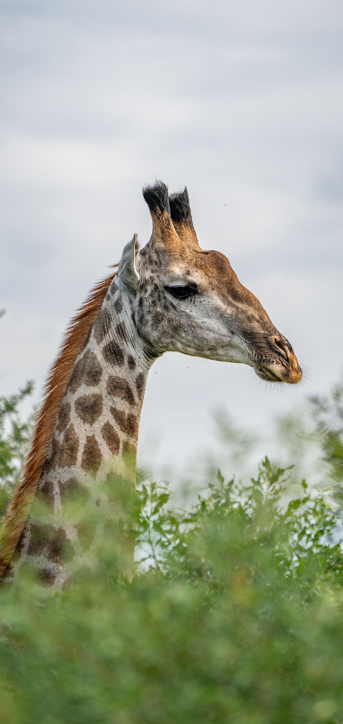 Tower, giraffe wallpaper