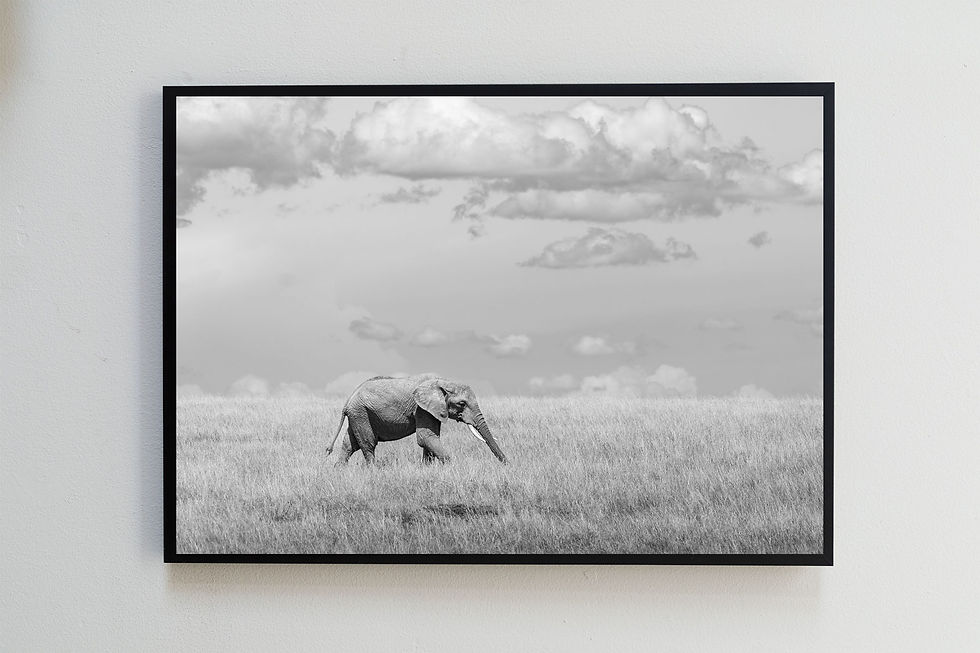 Thumbnail: Roaming, elephant wildlife print B&W