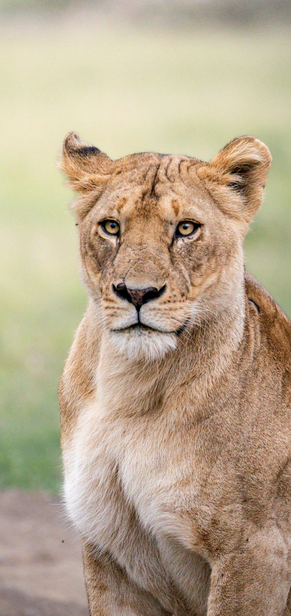 The pose, lion wallpaper