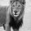 Thumbnail: Famous Mapoza, lion wallpaper B&W