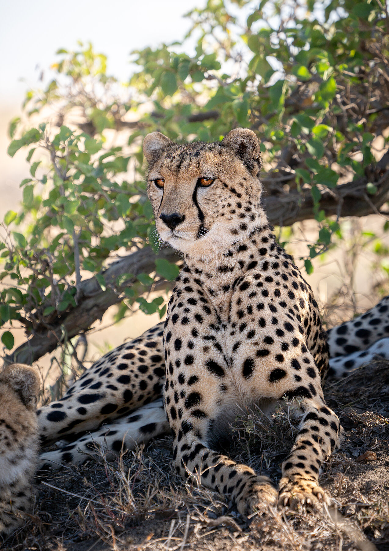 Alert, cheetah wildlife print