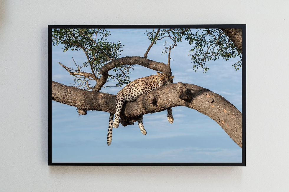Thumbnail: Picturesque, leopard digital file