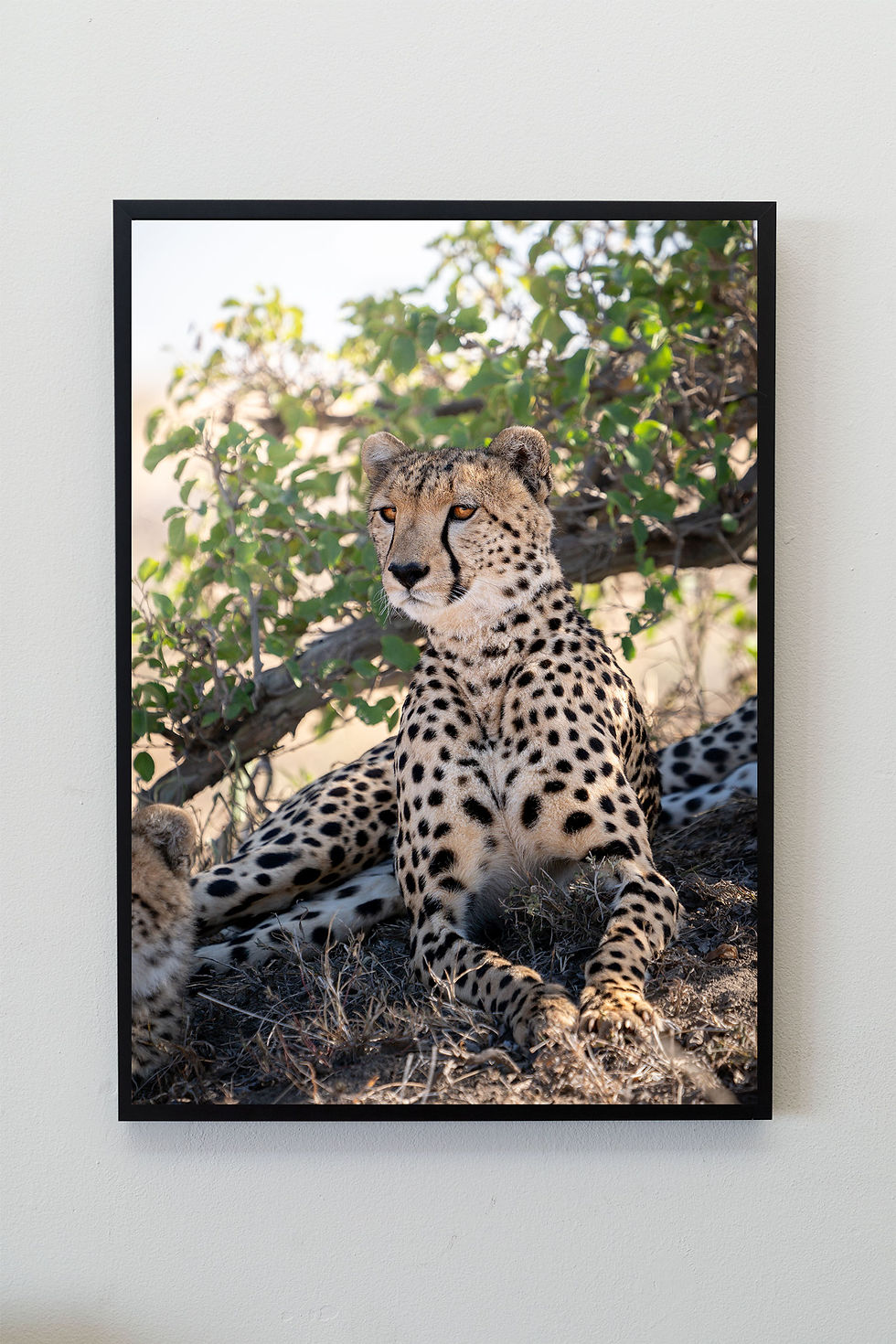 Thumbnail: Alert, cheetah wildlife print