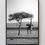 Thumbnail: Height, giraffe wildlife print B&W