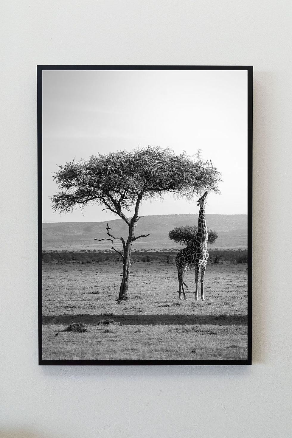 Thumbnail: Height, giraffe wildlife print B&W