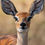 Thumbnail: Ears, Steenbok wallpaper