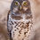Thumbnail: Bird of the night, African Barred Owlet wallpaper