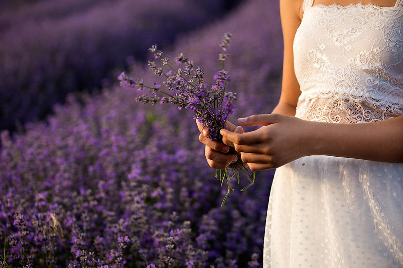 axer1-lavender-3576132_1920.jpg