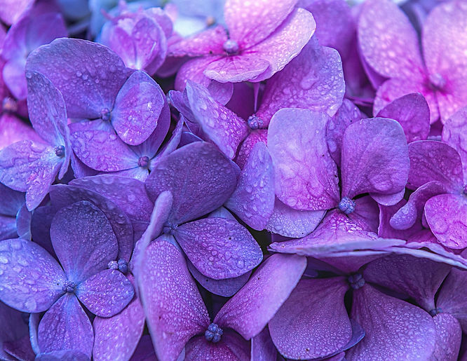fleurs-de-lilas