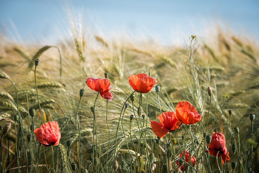 Coquelicots