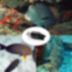 Thumbnail: D1 Underwater Fishing Camera