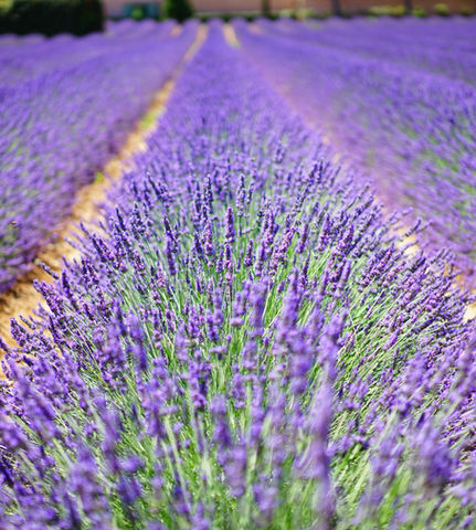 Lavender Fields.jpg