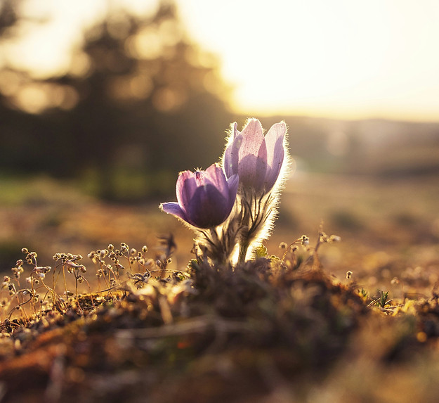 Pasque flower, South Dakota state resilience blooming.