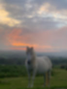 Don't forget to find the ponies