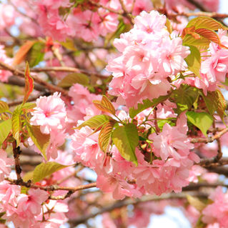 2024年5月のニュースレター