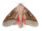 Honey Locust Moth