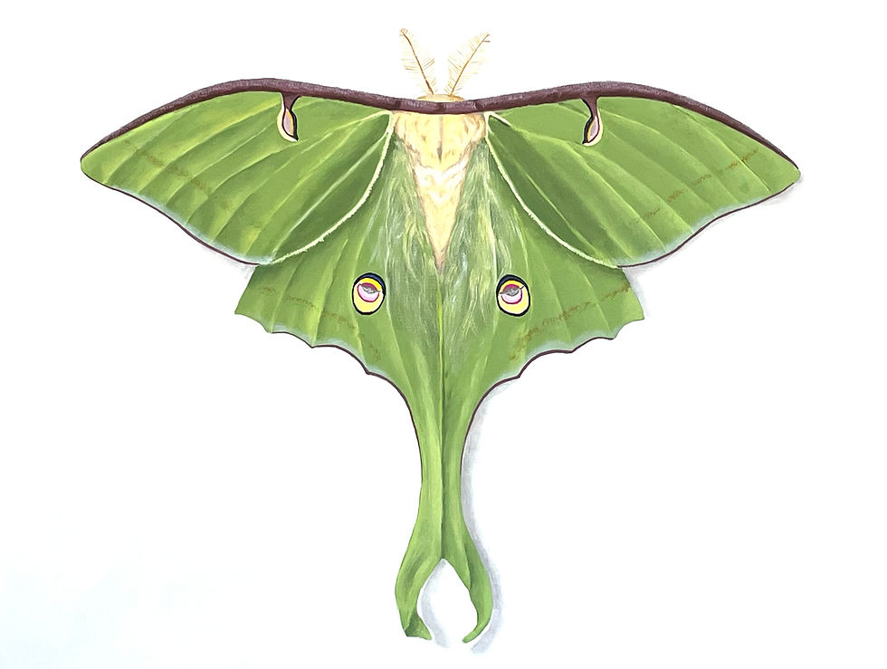 Luna Moth