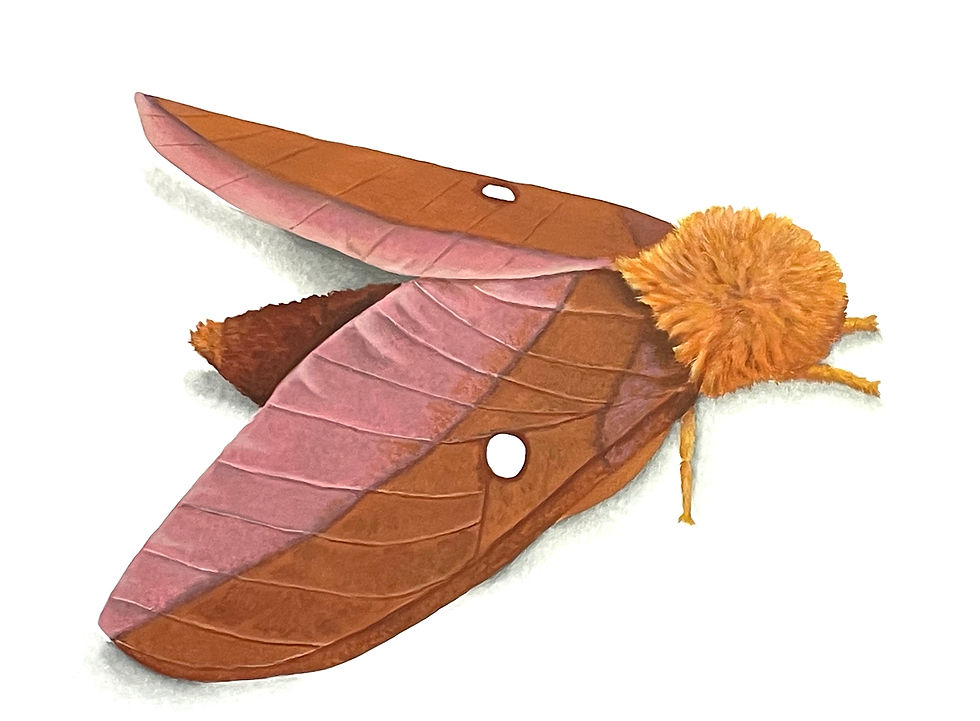 Pink Striped Oakworm Moth