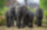 africa.jpg